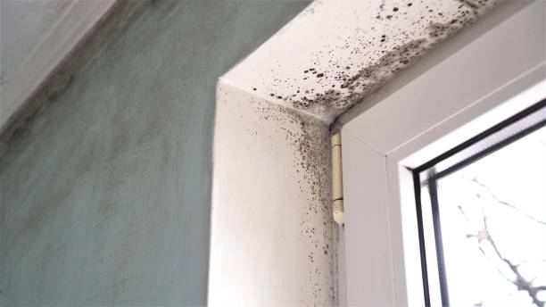 Best Post-Construction Mold Inspection  in Aurora, MN