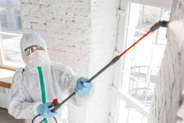 Best Attic Mold Removal  in Aurora, MN