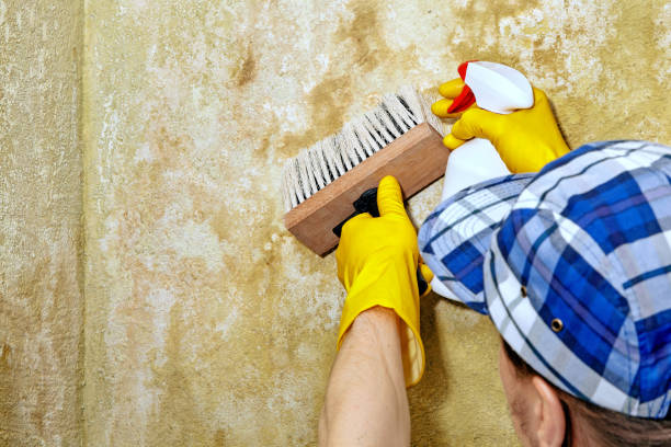 Best Commercial Mold Inspection  in Aurora, MN