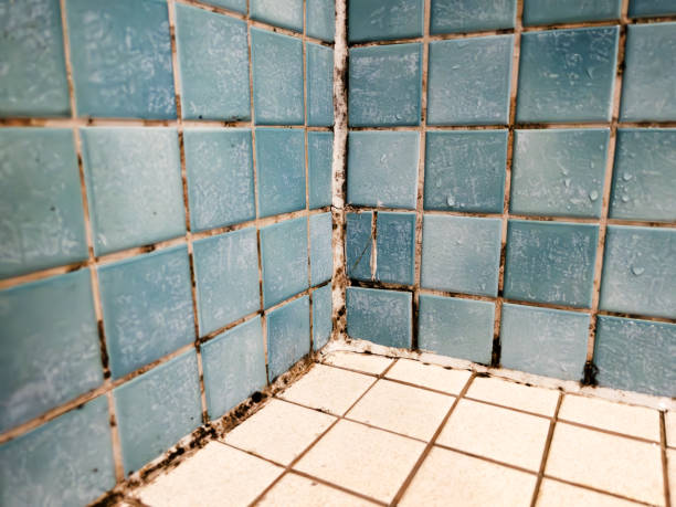 Aurora, MN Mold Removal Company