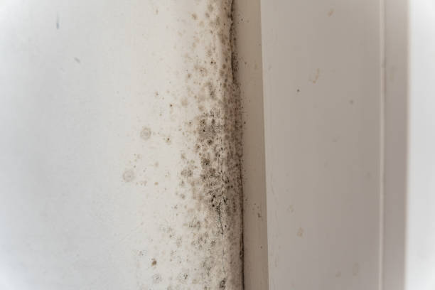  Aurora, MN Mold Removal Pros